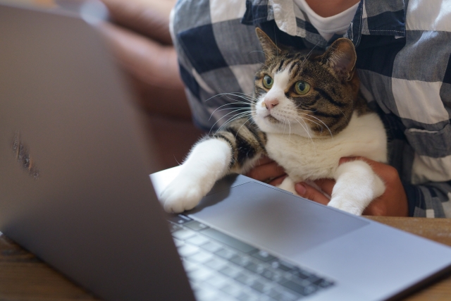 飼い主に抱かれてパソコンの画面を眺める猫
